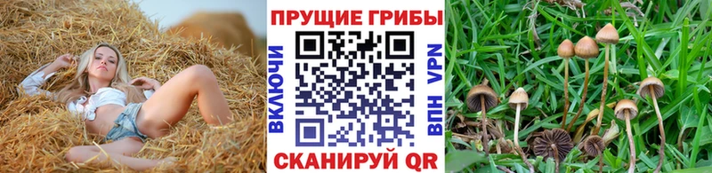 купить наркотик Спасск-Рязанский МЕГА сайт Псилоцибиновые грибы Cubensis